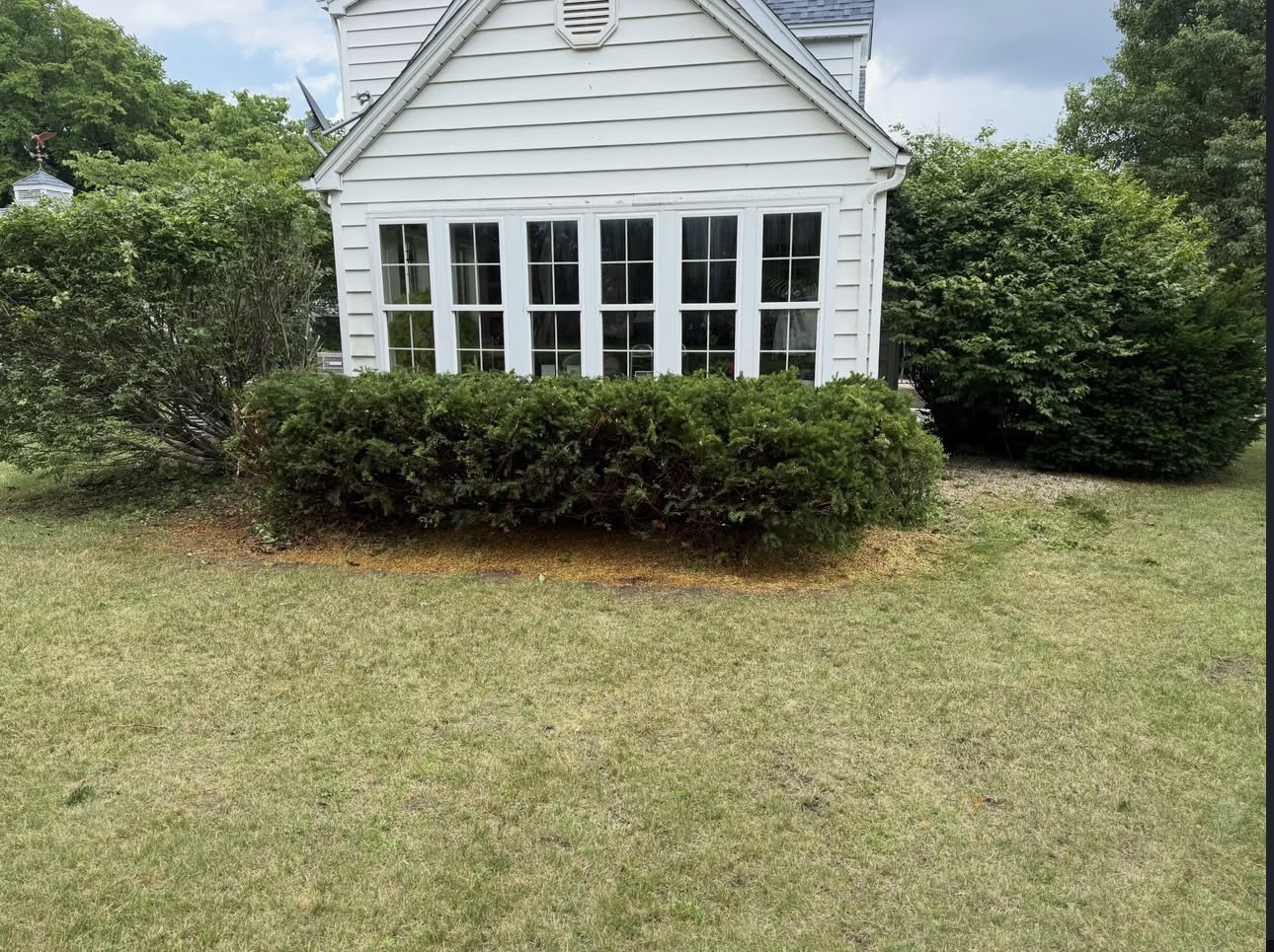 Trimmed bushes